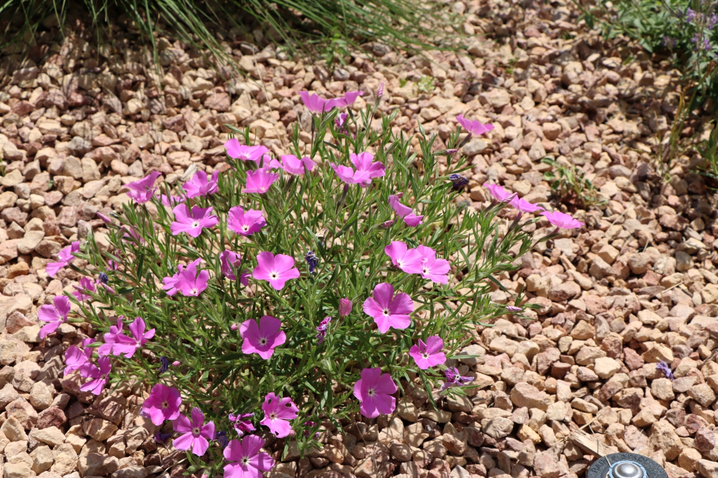 Santa Fe Phlox